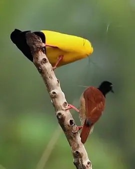 极乐鸟终极追求