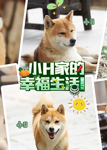 小h家的幸福生活